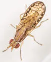Limnia loewi