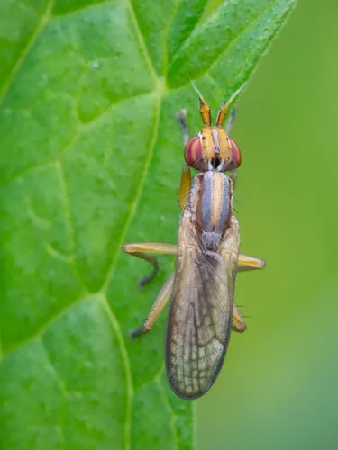 Stripe-backed Snailkiller