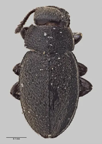 Minute Marsh-loving Beetles - photo 2