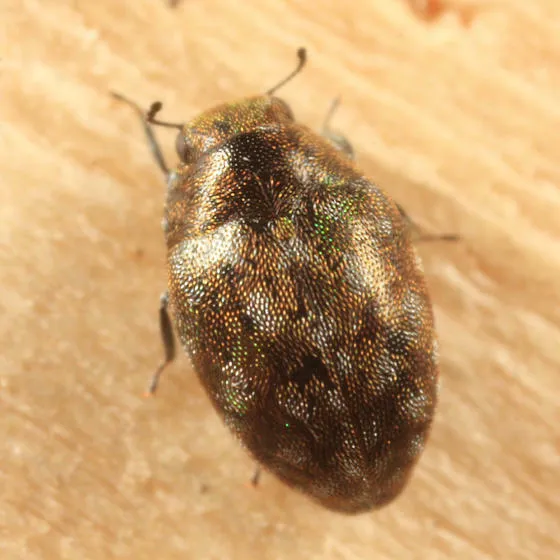 Limnichites huronicus - photo 3