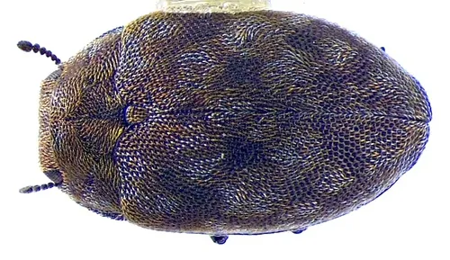 Limnichites nebulosus - photo 3