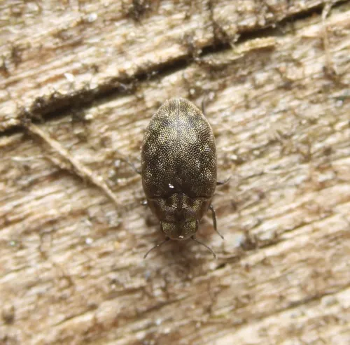 Limnichites punctatus