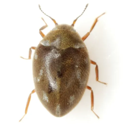 Limnichoderus naviculatus