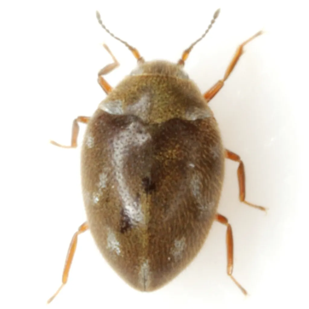 Limnichoderus naviculatus - photo 2