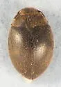 Limnichoderus ovatus