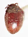 Limnichoderus seriatus - photo 2