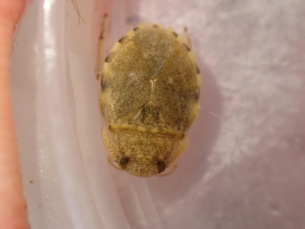 Limnocoris lutzi - photo 2