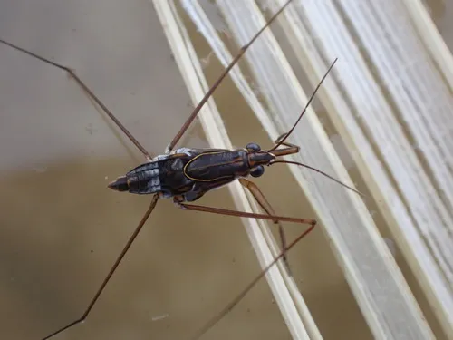 Limnogonus fossarum