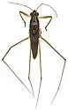 Limnogonus macroconfusus