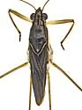 Limnogonus macroconfusus - photo 2