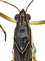 Limnogonus macroconfusus - photo 3
