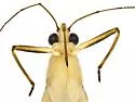 Limnogonus macroconfusus - photo 4