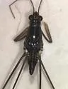 Limnogonus recens