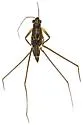 Limnogonus recens - photo 4