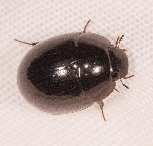Limnohydrobius melaenus - Limnohydrobius melaenus