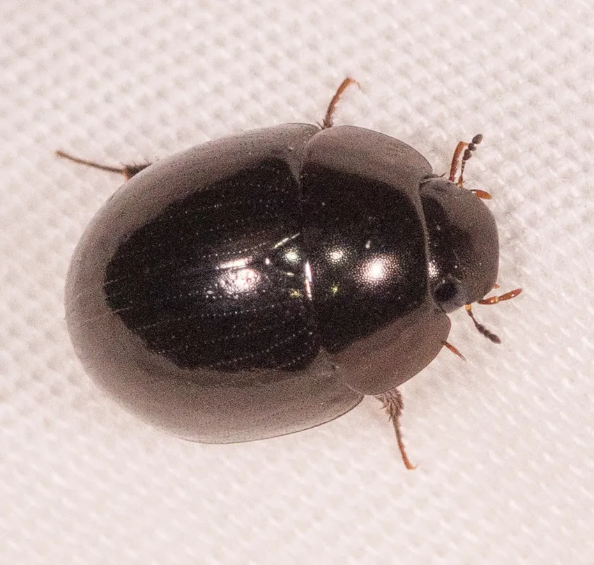 Limnohydrobius melaenus - photo 2