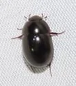 Limnohydrobius tumidus