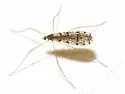 Limnophila angustula - photo 4