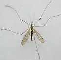 Limnophila antennata