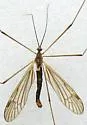 Limnophila antennata - photo 2
