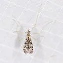 Limnophila fuscovaria - photo 4