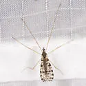 Limnophila fuscovaria - photo 5