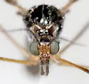 Limnophila macrocera - photo 2