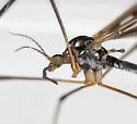 Limnophila macrocera - photo 3