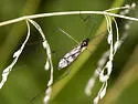 Limnophila macrocera - photo 4