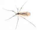 Limnophila munda