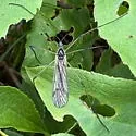 Limnophila munda - photo 3