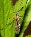 Limnophila rufibasis