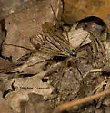 Limnophila rufibasis - photo 2