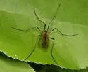 Limnophila rufibasis - photo 3