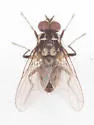 Limnophora narona