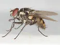 Limnophora narona - photo 2