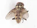 Limnophora narona - photo 3