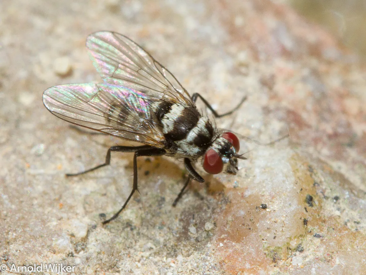Limnophora obsignata - photo 3