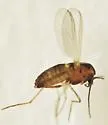 Limnophyes fumosus