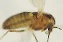 Limnophyes fumosus - photo 2