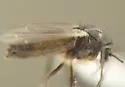 Limnophyes viribus