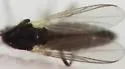 Limnophyes viribus - photo 3