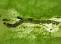 Limnophyes viribus - photo 4