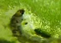 Limnophyes viribus - photo 5