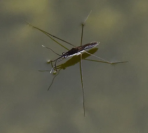 Limnoporus canaliculatus - photo 3