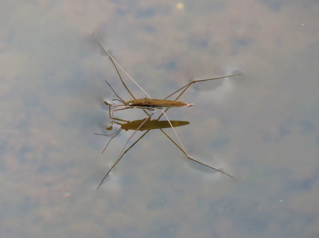 Limnoporus notabilis
