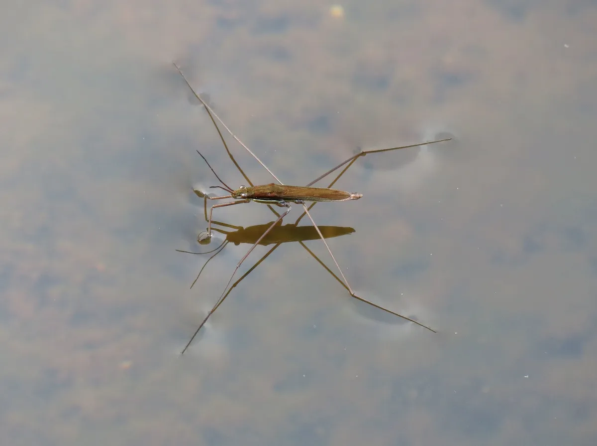 Limnoporus notabilis - photo 2