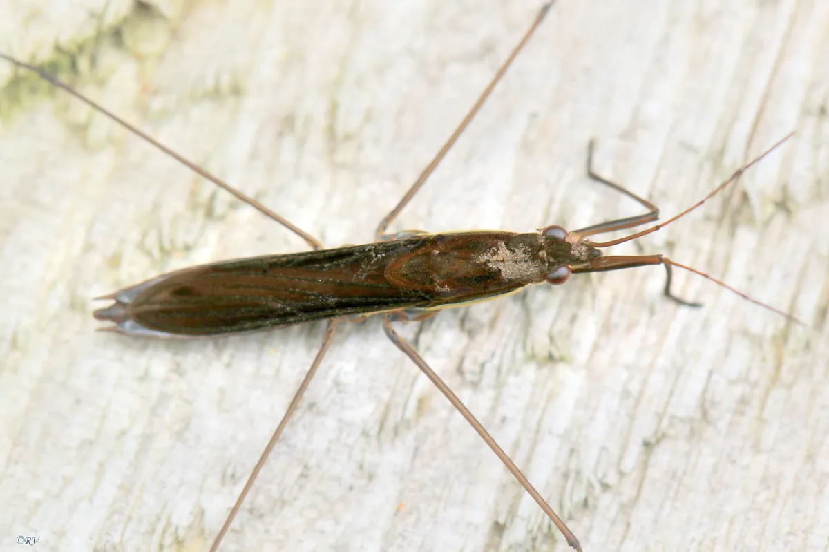 Limnoporus rufoscutellatus
