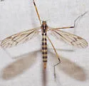Limonia indigena - photo 3