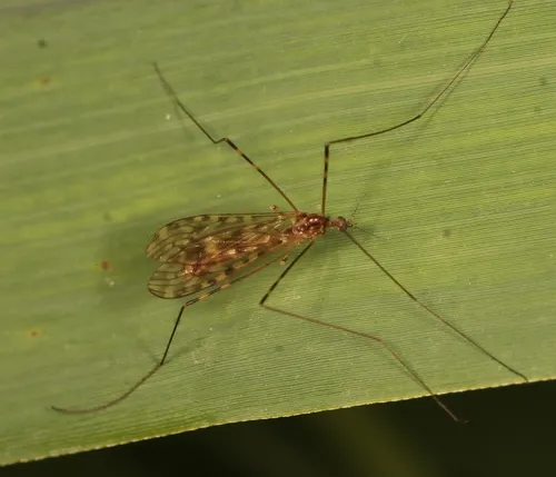 Limonia nubeculosa